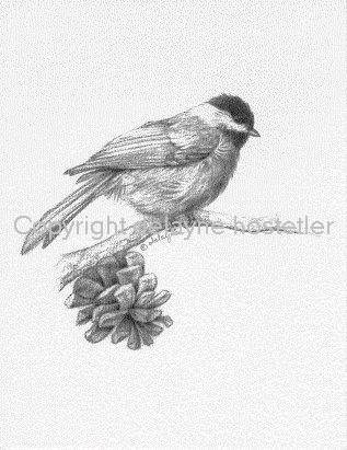 Chickadee