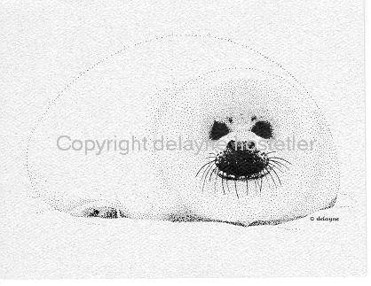 Harp Seal