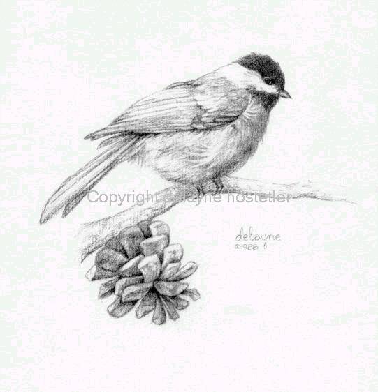 Chickadee