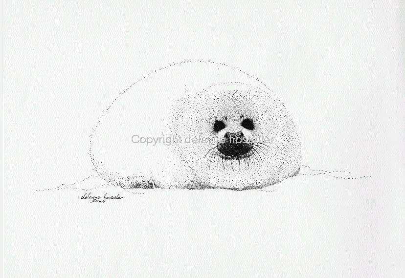 Harp Seal