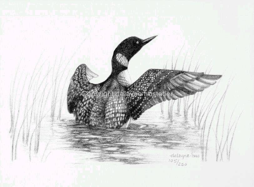 Loon