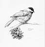 Chickadee