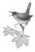 Wren